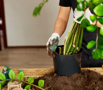 przesadzanie zamiokulkasa